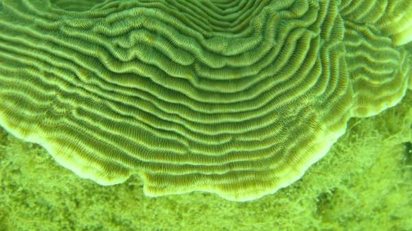 Inshore corals prove resilient to sediments