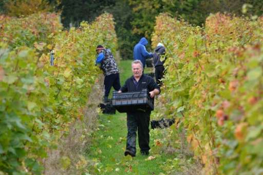 Instructor Dave Perrin carries picked grapes at a vineyard near Scaynes Hill, part of the wine department of Plumpton College in