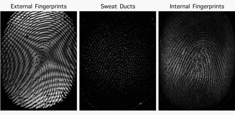 Internal fingerprint sensor peers inside fingertips for more surefire ID