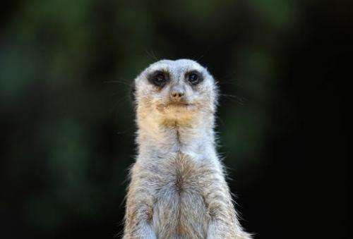 In the rapid-fire Twitterverse, the Meerkat app has become a sudden hit with tens of thousands of users trying it