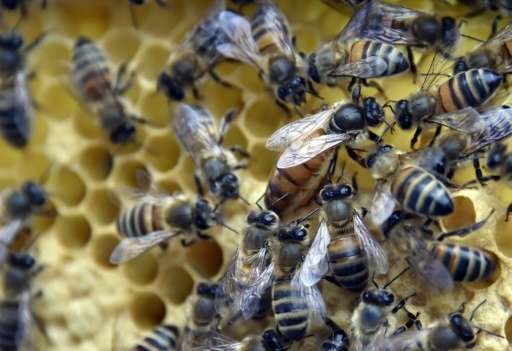 In the US, beekeepers lost 42% of colonies over the 12 months to May 2015, the second-worst year on record for US bee mortality,