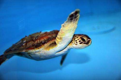 In the waters of the west Atlantic and Gulf of Mexico, green turtles are found from Texas to Massachusetts, as well as the US Vi
