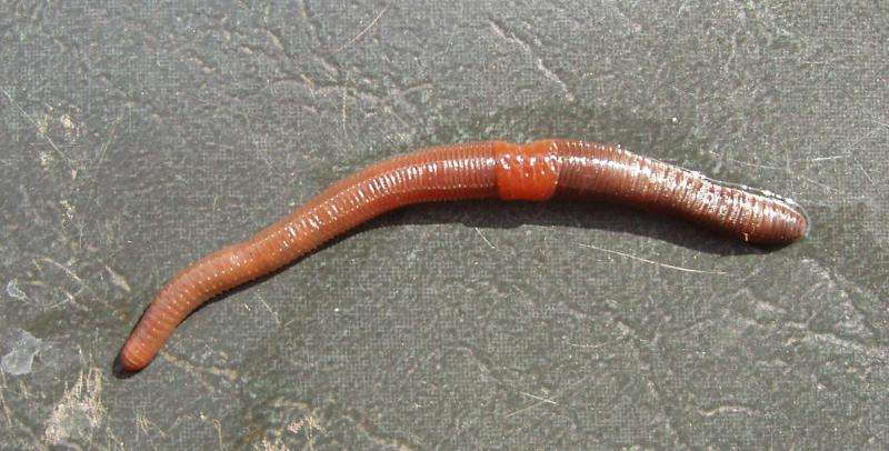 Invasion of the earthworms, mapped and analyzed