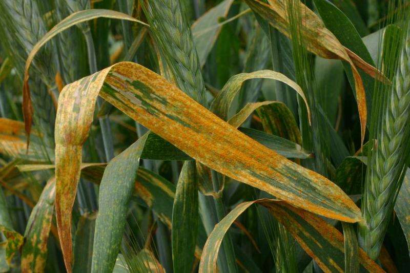 Invasions out of center of diversity increase the risk of disease epidemics in wheat