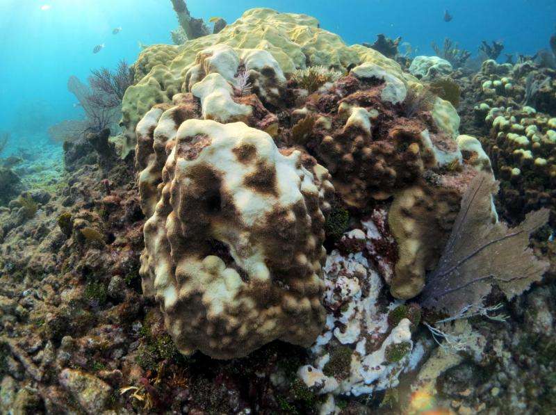 Invasive microbe protects corals from global warming, but at a cost