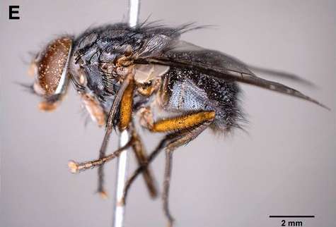 Invasive parasitic fly on Galapagos Islands probably came from mainland Ecuador