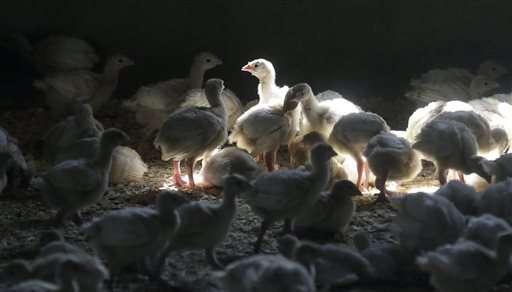 Iowa company gets first USDA license for bird flu vaccine