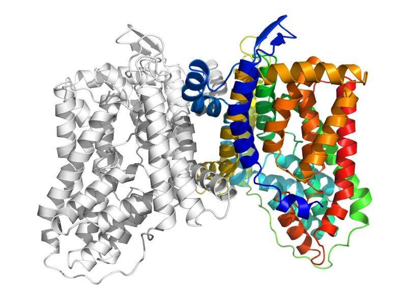 Iowa State, Ames Lab scientists describe protein pumps that allow bacteria to resist drugs