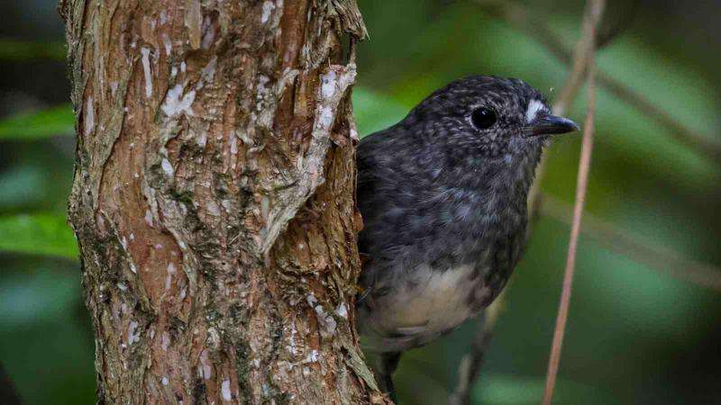 IQ tests show individual differences in bird brains