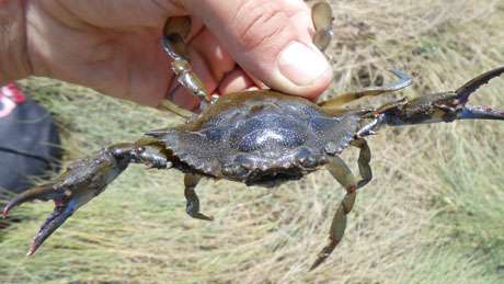 Is the tasty blue crab's natural range creeping north?