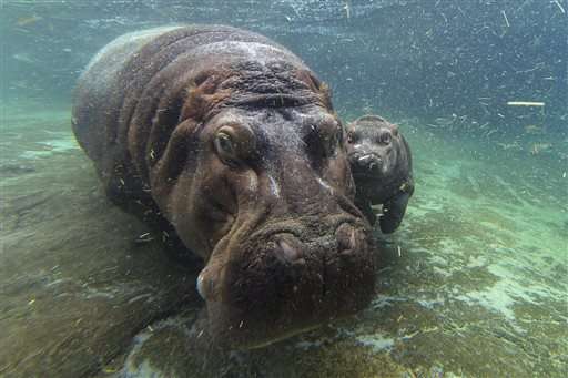 It's a girl! Zoo finds baby hippo's gender after 7 weeks