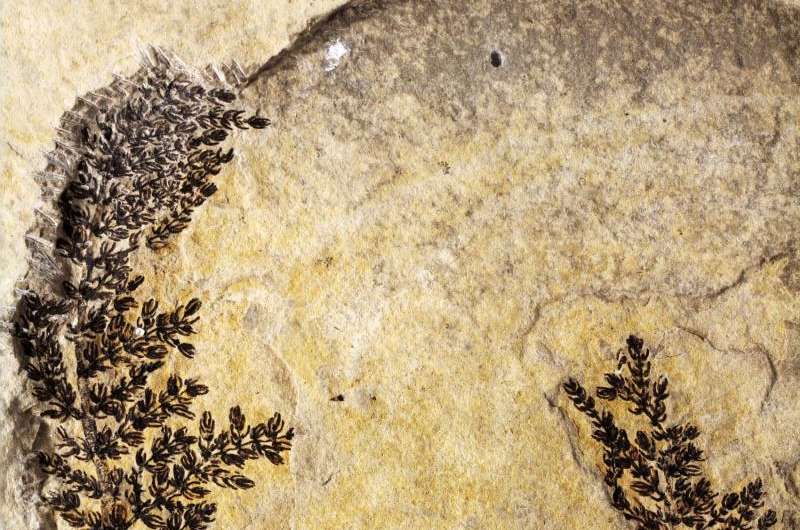 IU paleobotanist identifies what could be the mythical 'first flower'