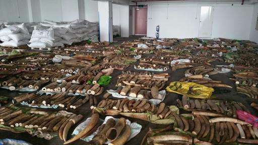 Ivory tusks, rhinoceros horns and canine teeth from big cats seized by Singapore authorities are put on display in this photo by