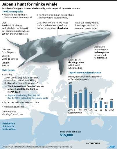 Japan's hunt for minke whale