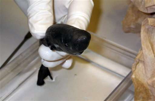 Jaws meets kangaroo? Rare, cute pocket shark found in deep