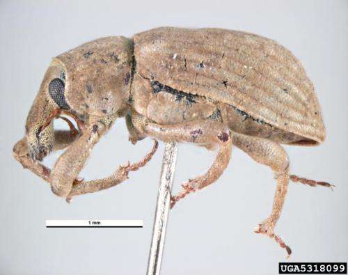 JIPM offers rice growers a new resource against the rice water weevil