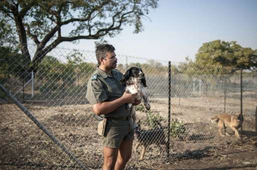 Johan de Beers, kennel master of the Kruger National Park Anti-Poaching K9 Unit, holds Gladys, a Springer Spaniel trained to sni