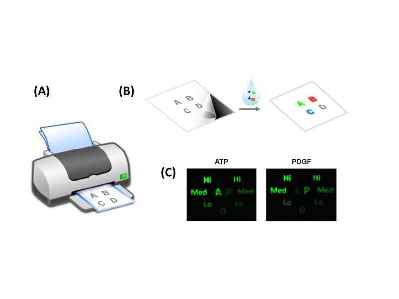 Just hit 'print': Office inkjet printer could produce simple tool to identify infectious diseases