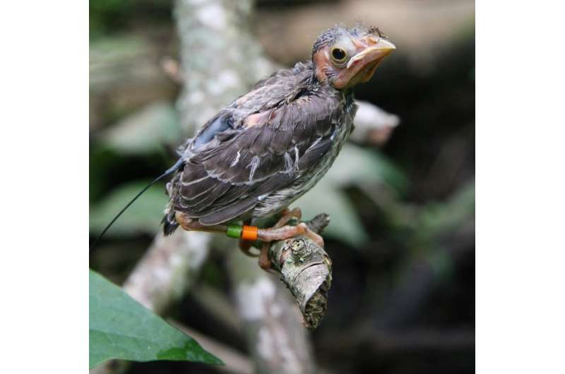 Juvenile cowbirds sneak out at night, study finds