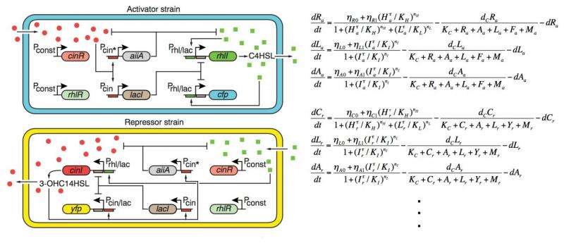 KAIST's mathematician reveals the mechanism for sustaining biological rhythms
