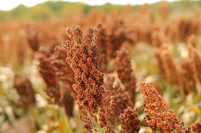 Kansas State University study uncovers new approaches for sorghum breeders