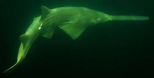 Key to survival for endangered smalltooth sawfish