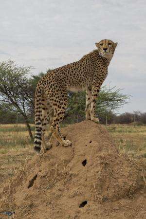 Khayjay stands on dirt mound