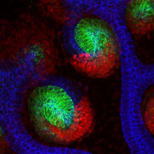 Kidney images reveal the secrets of how organ develops