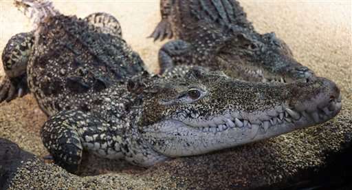 Kids of Cold War crocs going to Cuba on conservation mission