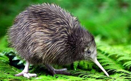 Kiwi bird genome sequenced