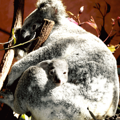 Koalas may be good model for understanding human STI