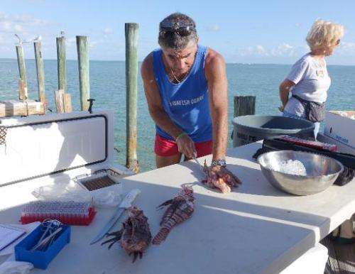 Lad Akins, project director at REEF, demonstrates how to clean and gut a lionfish after the Winter Lionfish Derby in Islamorada,