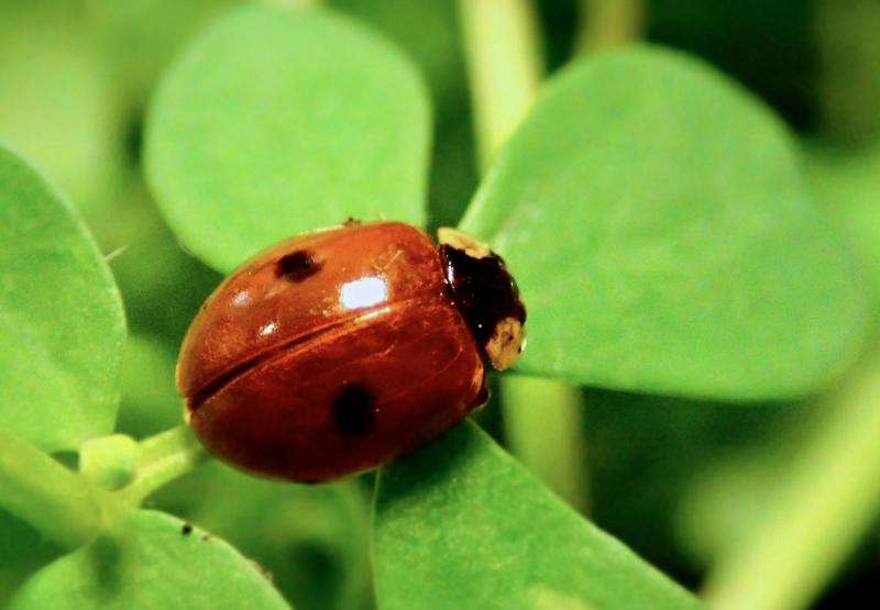 Ladybird colors reveal their toxicity