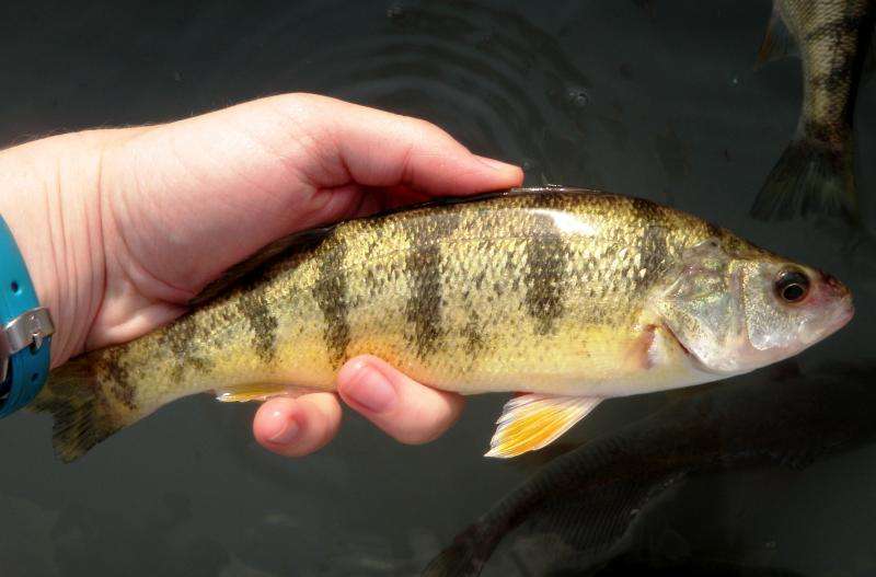 Lake Michigan perch quickly changed course of ‘reverse evolution’