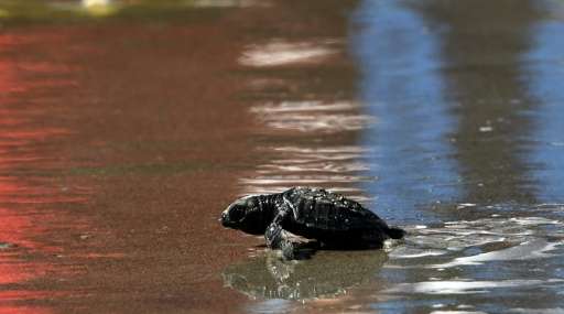 La Lora turtles hatchlings head to the sea after being released at a closed beach in Punta Chame, 110 km from Panama City on Nov