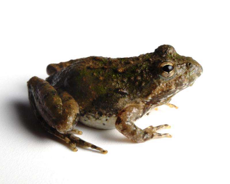 Land use may weaken amphibian's capacity to fight infection and disease