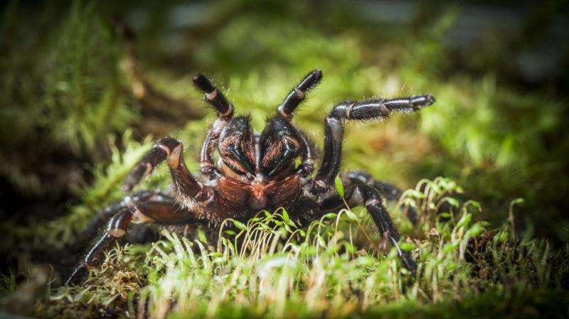 Large funnel-web spider find surprises scientists