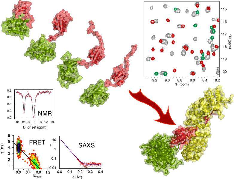 Large scale conformational dynamics control the function of H5N1 influenza polymerase