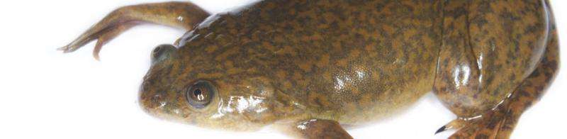 Lateral lines on the bodies of African clawed frogs may be sensitive to light