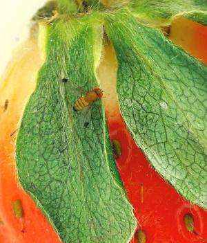 Leaf odor attracts Drosophila suzukii