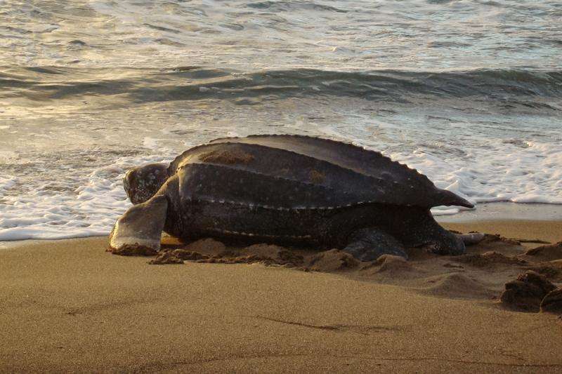 Leatherback sea turtles choose nest sites carefully, study finds