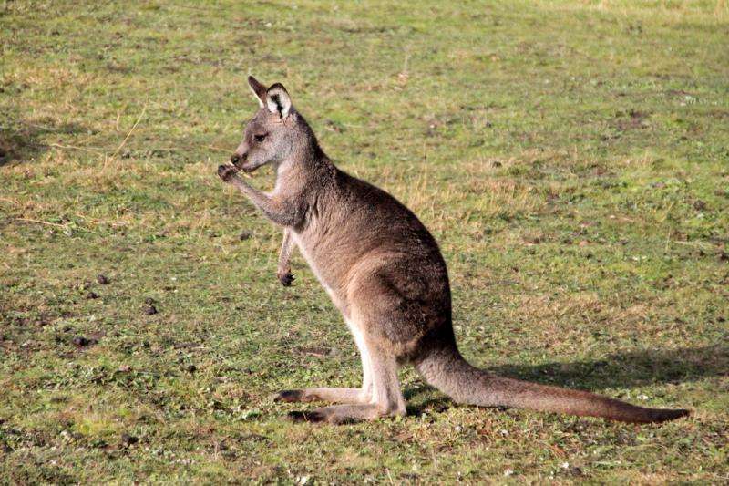 Lefties are all right with kangaroos