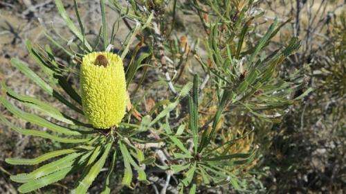 Legwork needed to chronicle Banksia resilience