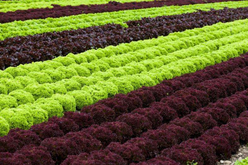 Lettuce quality is improved by modifying its growing conditions