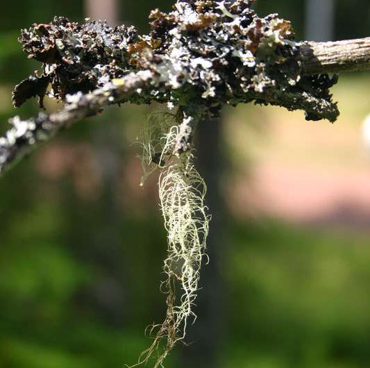 Lichens, mosses and cyanobacteria produce large amounts of nitrous oxide