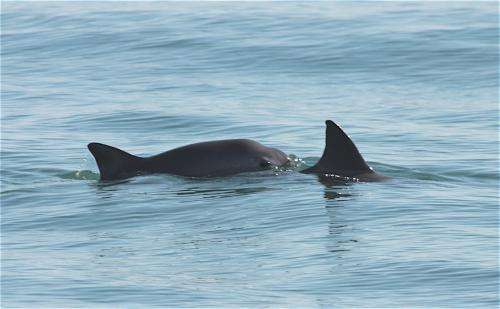Lifeline extended for critically endangered porpoise