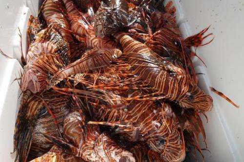 Lionfish caught during a hunting derby in the waters off Islamorada, Florida are placed in a cooler