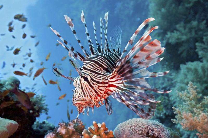 Lionfish study explores idea of eating an ecological problem