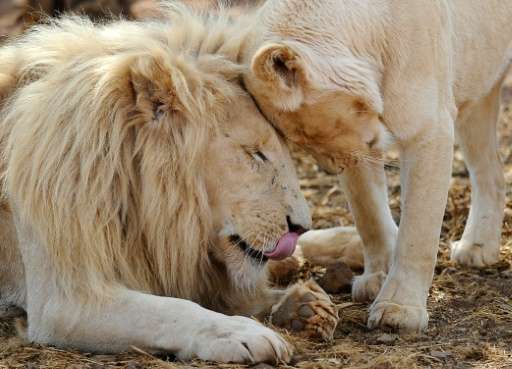 Lions bump heads at the Entabeni Safari Conservancy in Limpopo, northeast of Johannesburg, on July 31, 2012; lions native to Afr