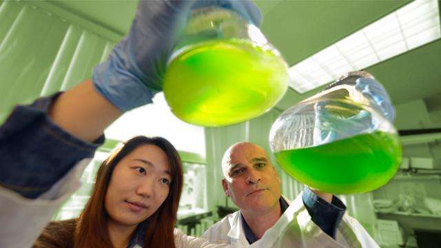Lipid helps keep algae and brain fluid moving